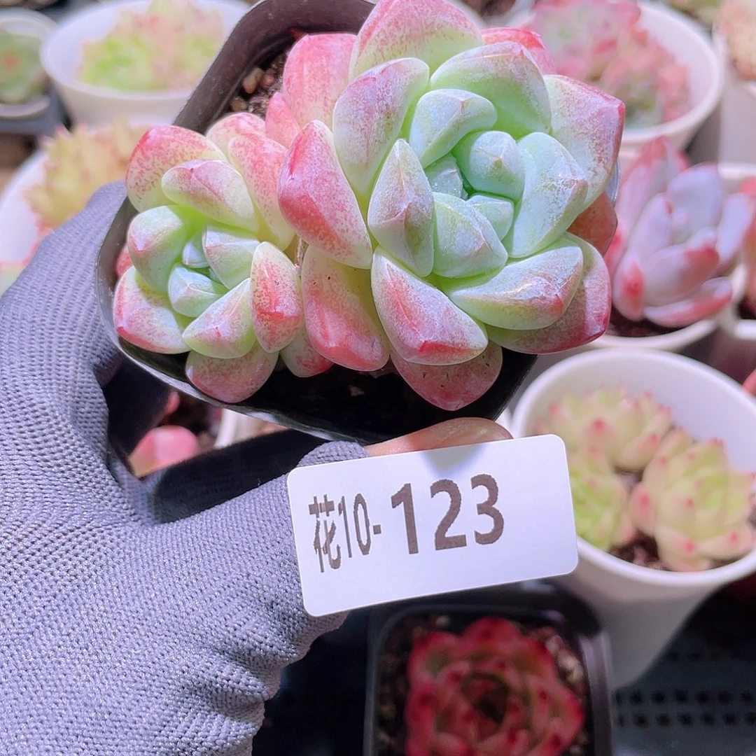 花利美10-123冰玉