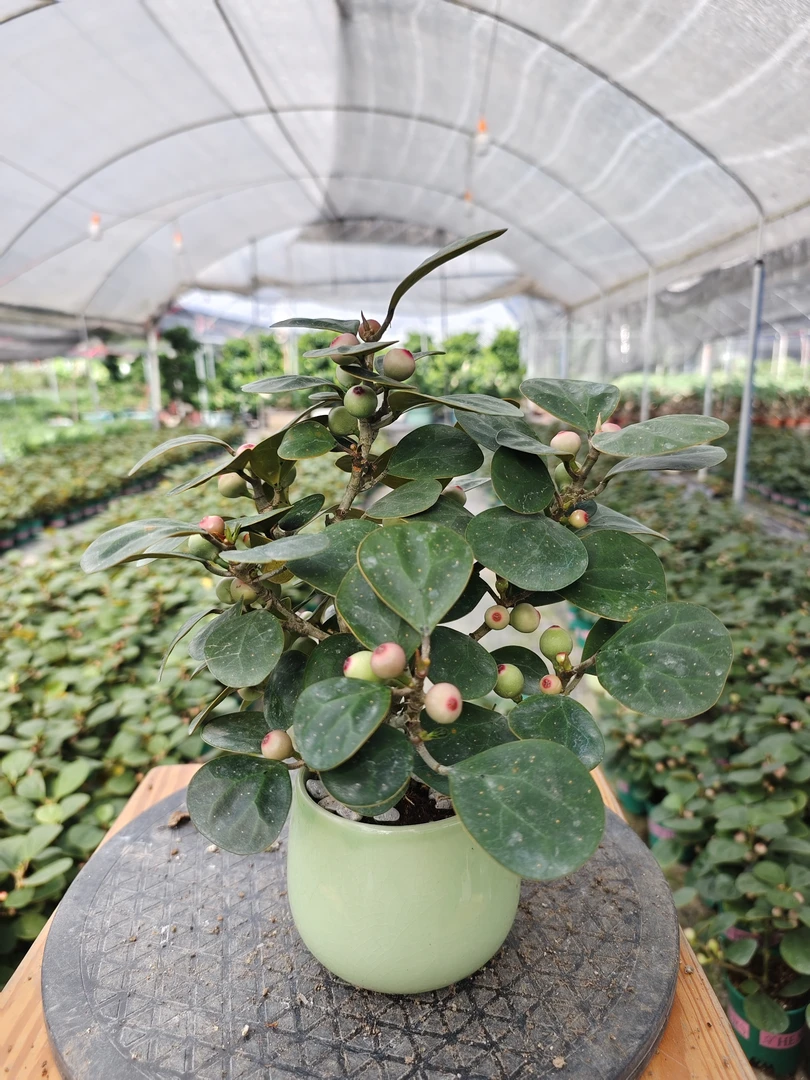 老桩五年小盼菩提简易盆室内好养活