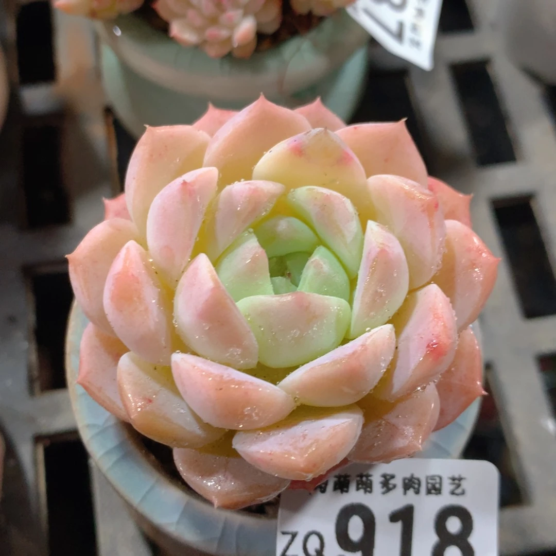 5CM拇指盆精控多肉ZQ918