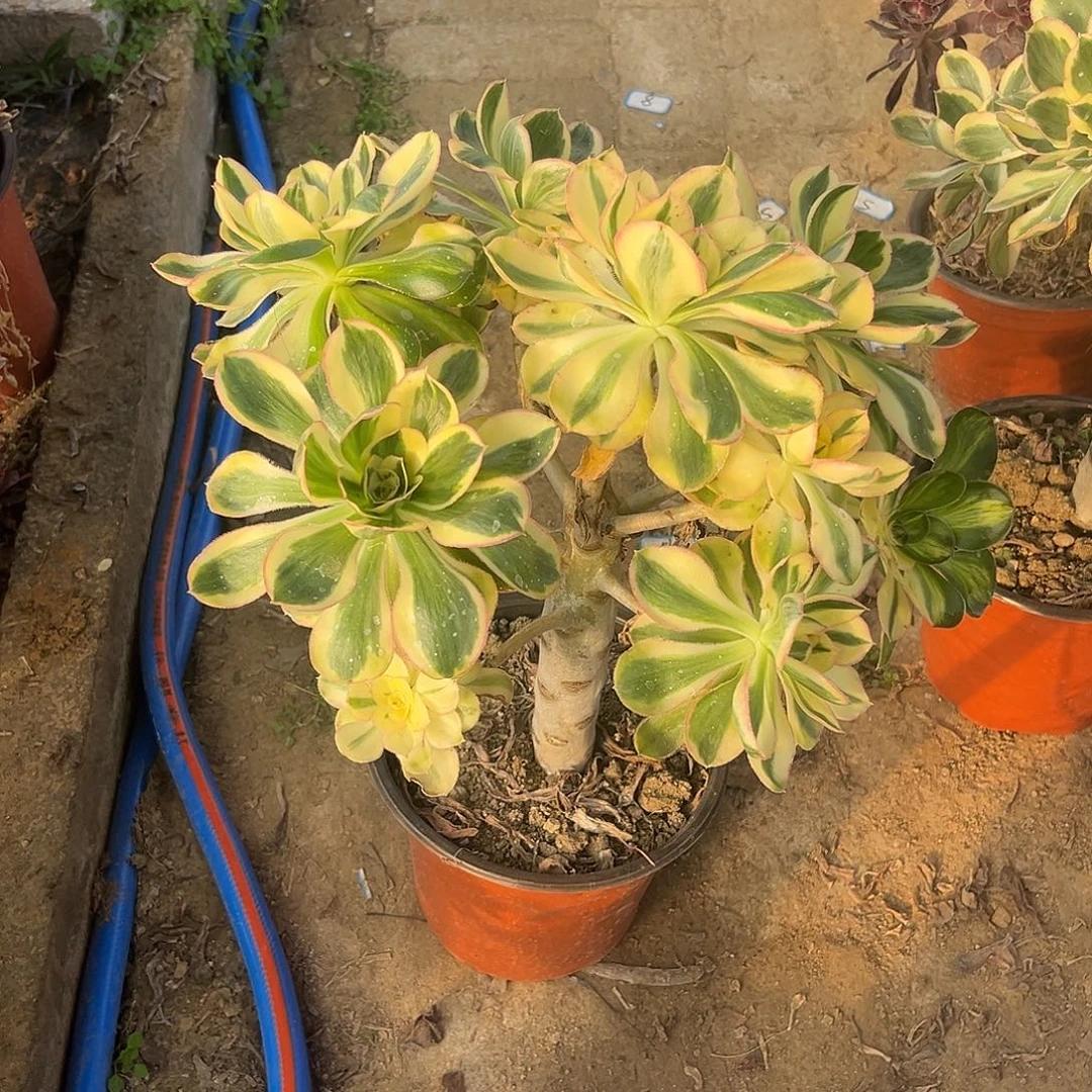 1燕姿无主头法师多肉植物