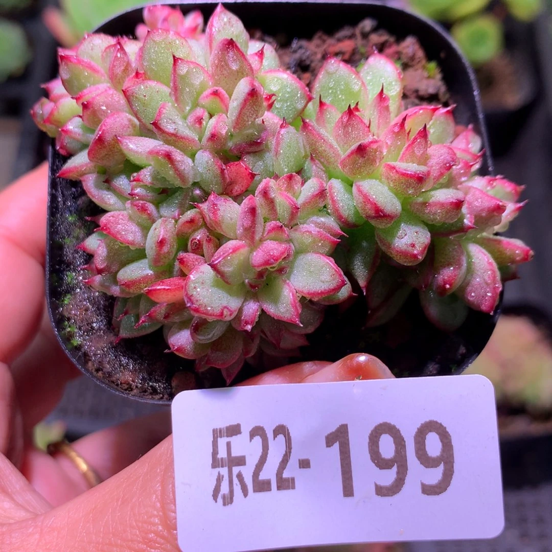 乐然22-199 新品缀化