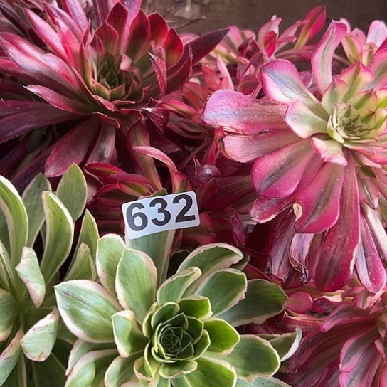 罗**夏多肉植物三个有砍