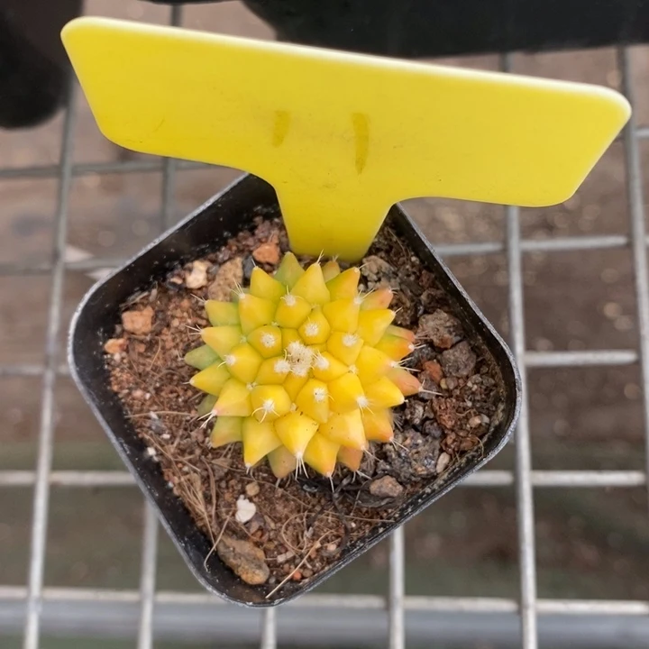 伯克利和格蕾纳等著名音乐家