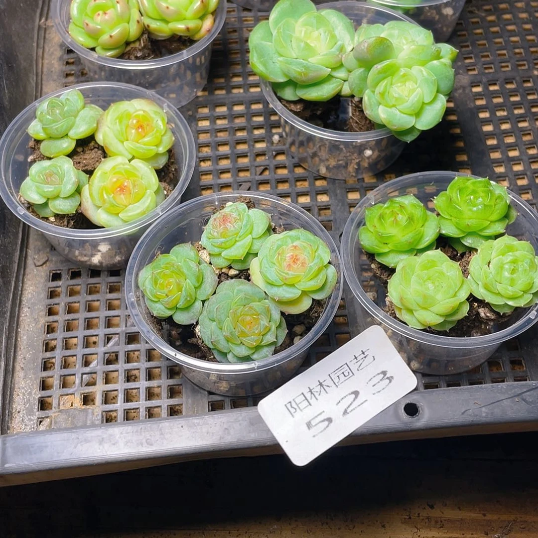 李****多肉植物多肉植物523