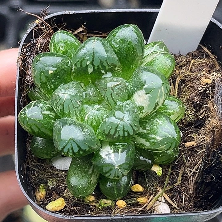 114塑料皮玉露锦头家多肉十二卷