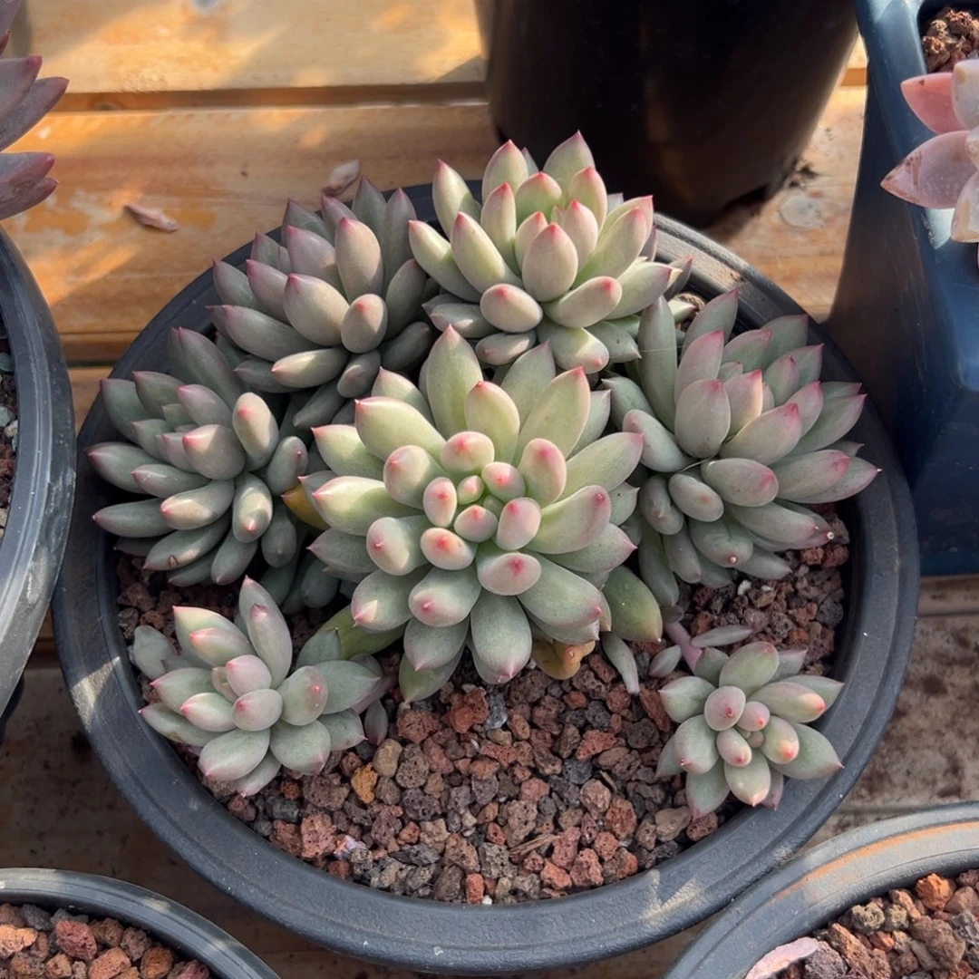 多肉岩字【非偏远地区满18包邮】