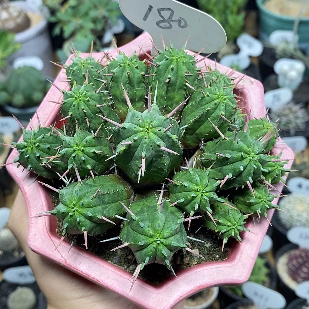 群生火麒麟大戟180号12cm