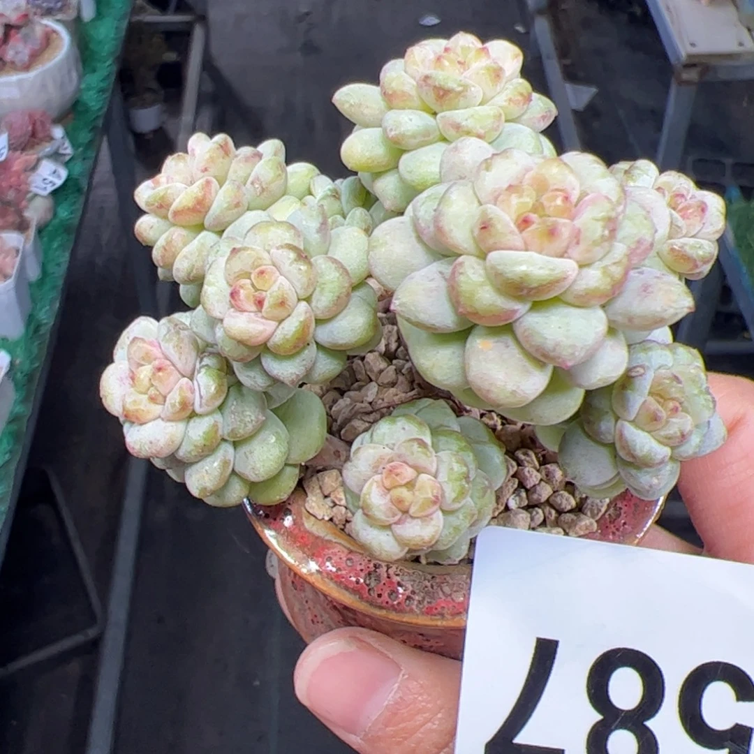 587 满38包邮一物一拍