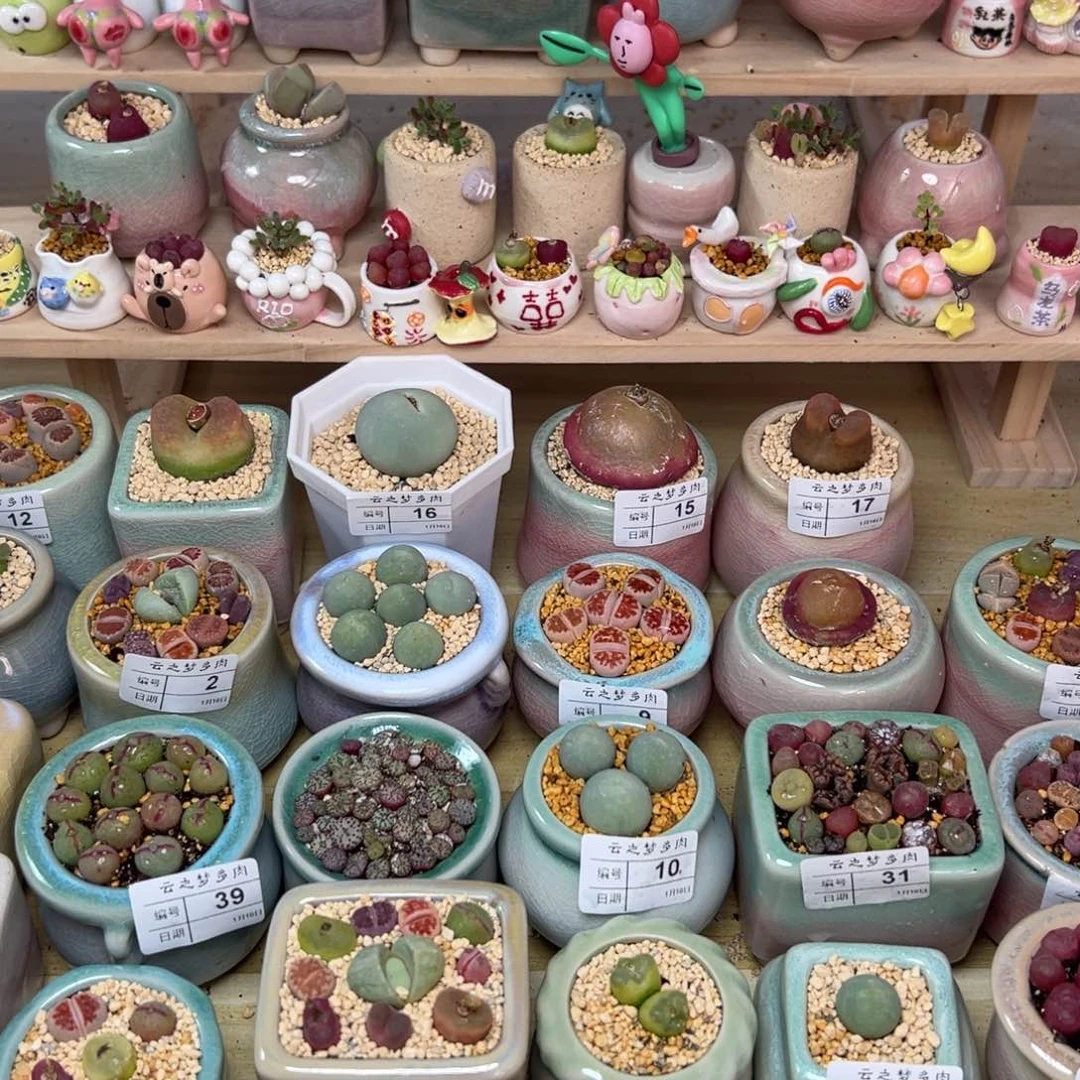 지****版多肉植物两个少将6元待挖