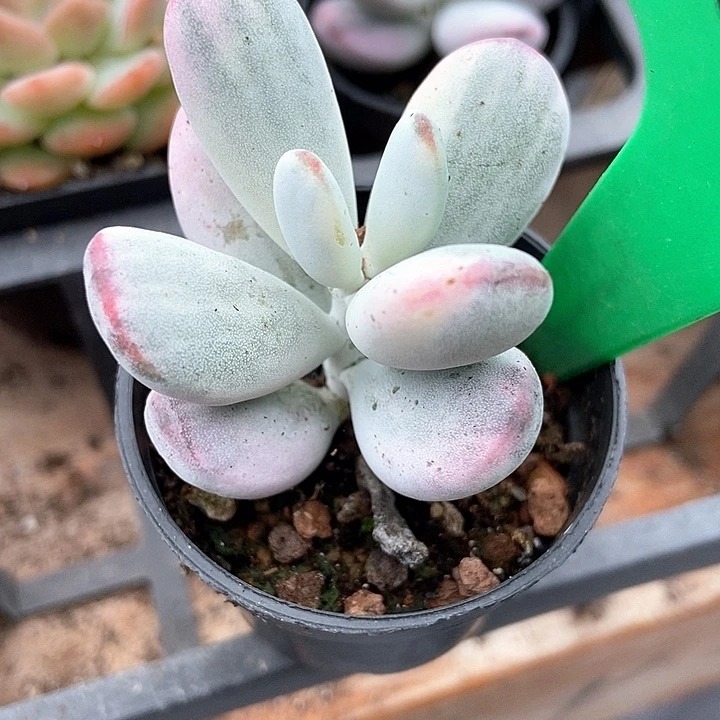 多肉植物乒乓锦1040