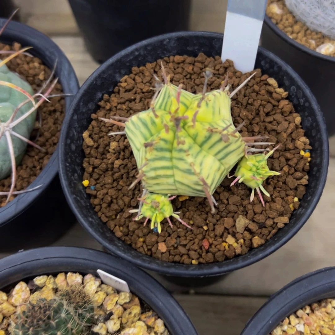 斑马锦多肉植物带盆土