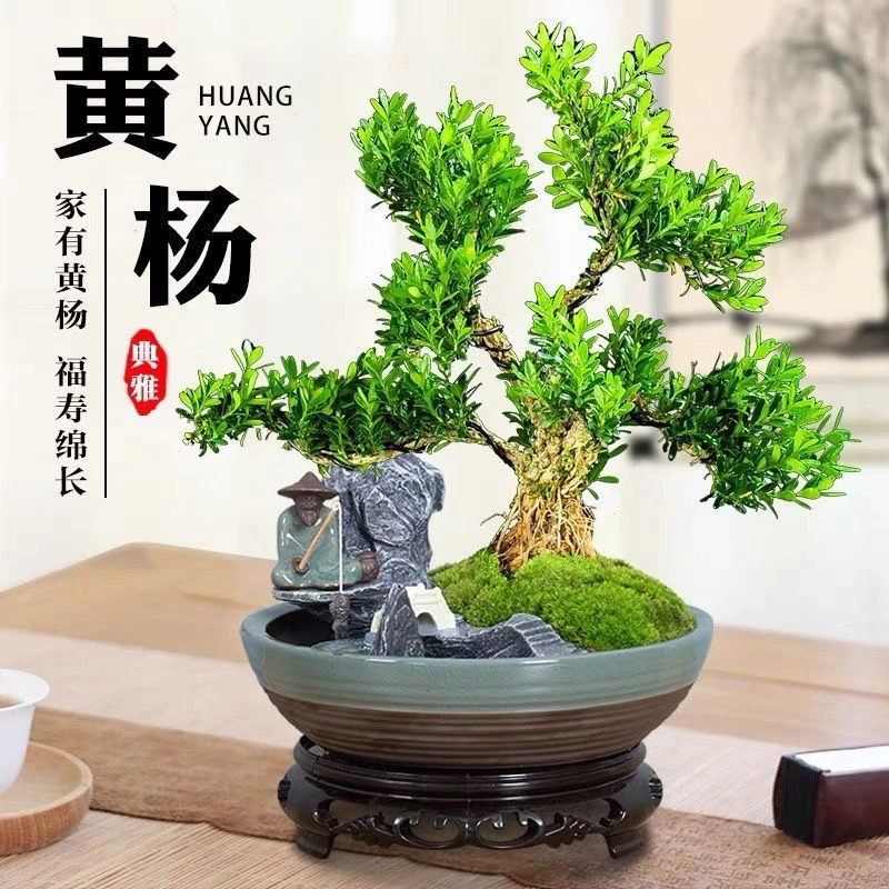 直播一物一拍广东小叶雀舌黄杨盆景绿植室内室外盆栽高端造型设计