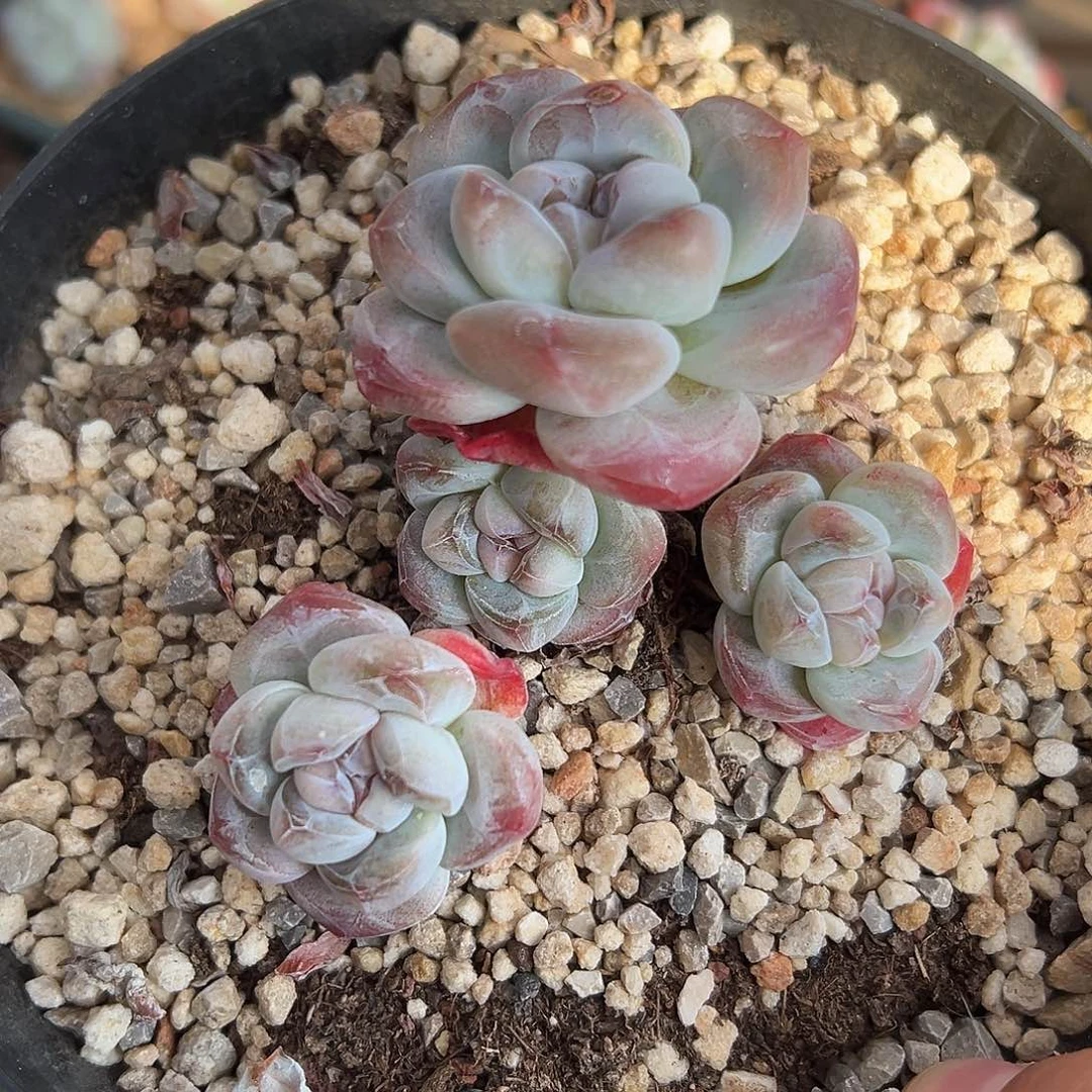 5头粗腿老桩冰玉哈哈哈哈