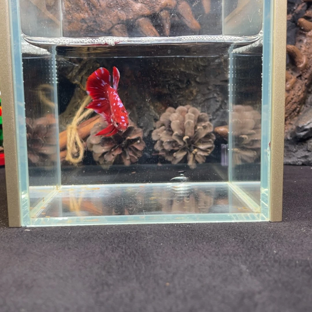 斗鱼十二月二十九日竞价