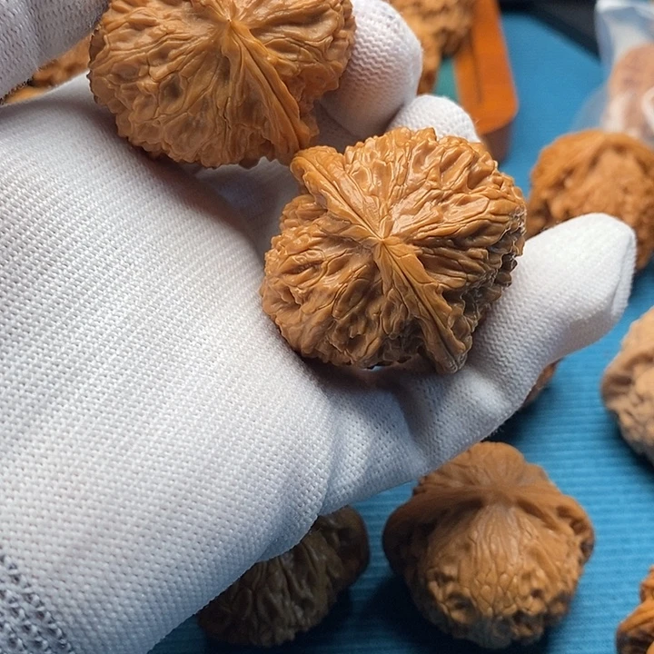 白狮子41加已打底