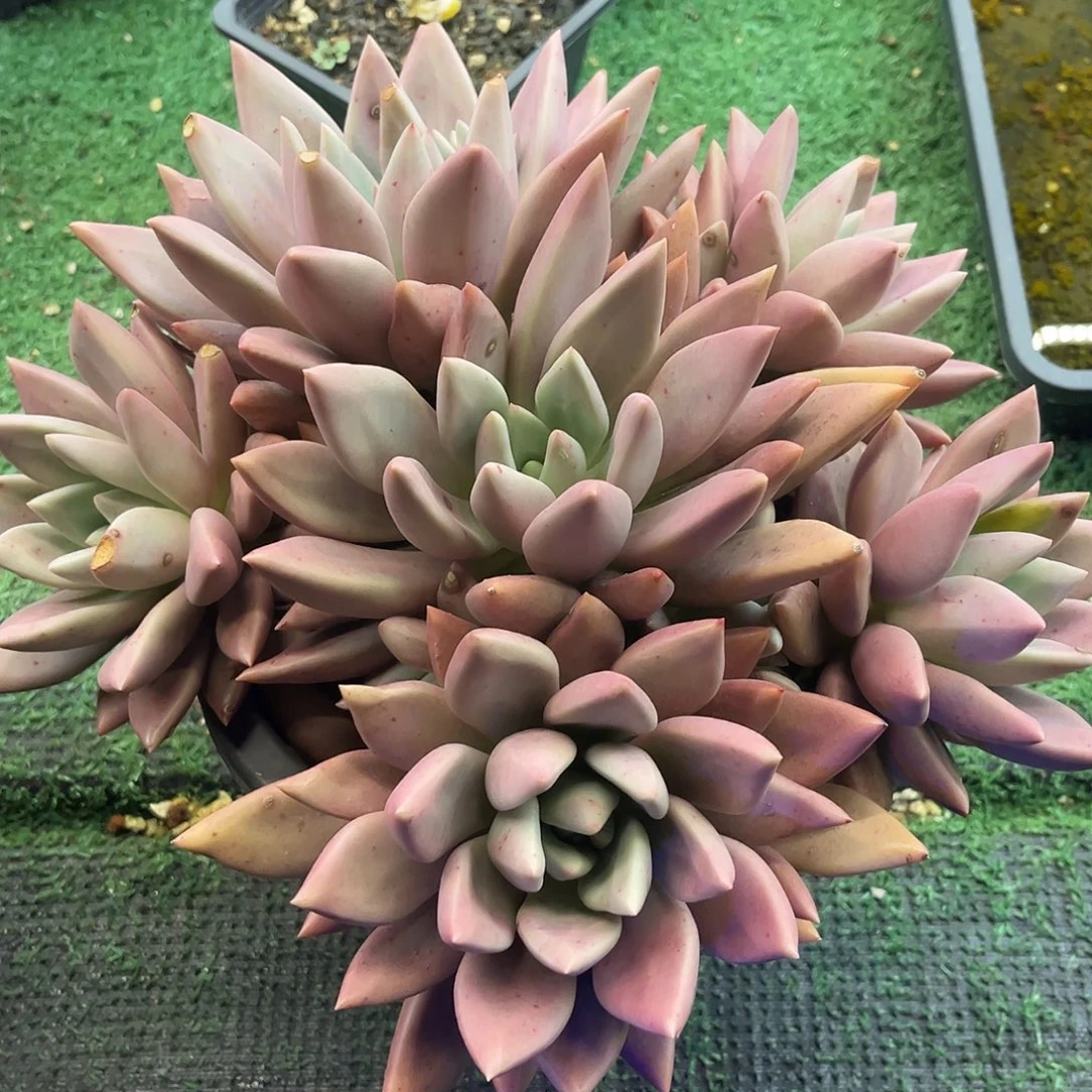 桃花源手捧 需协商发货多晾根几天