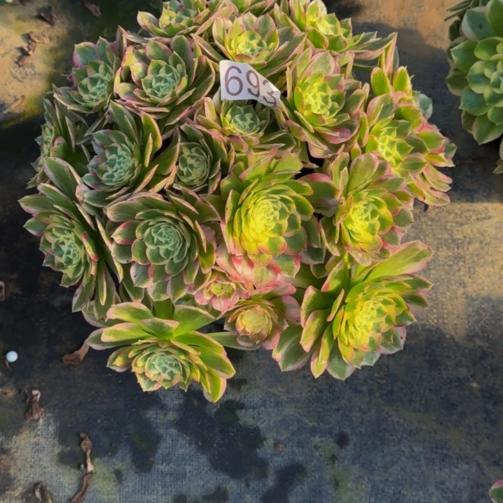 00000000693玉芙蓉