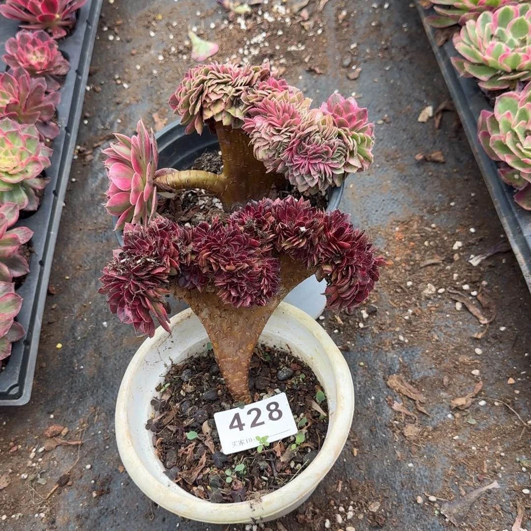用***9两个小缀化多肉植物428
