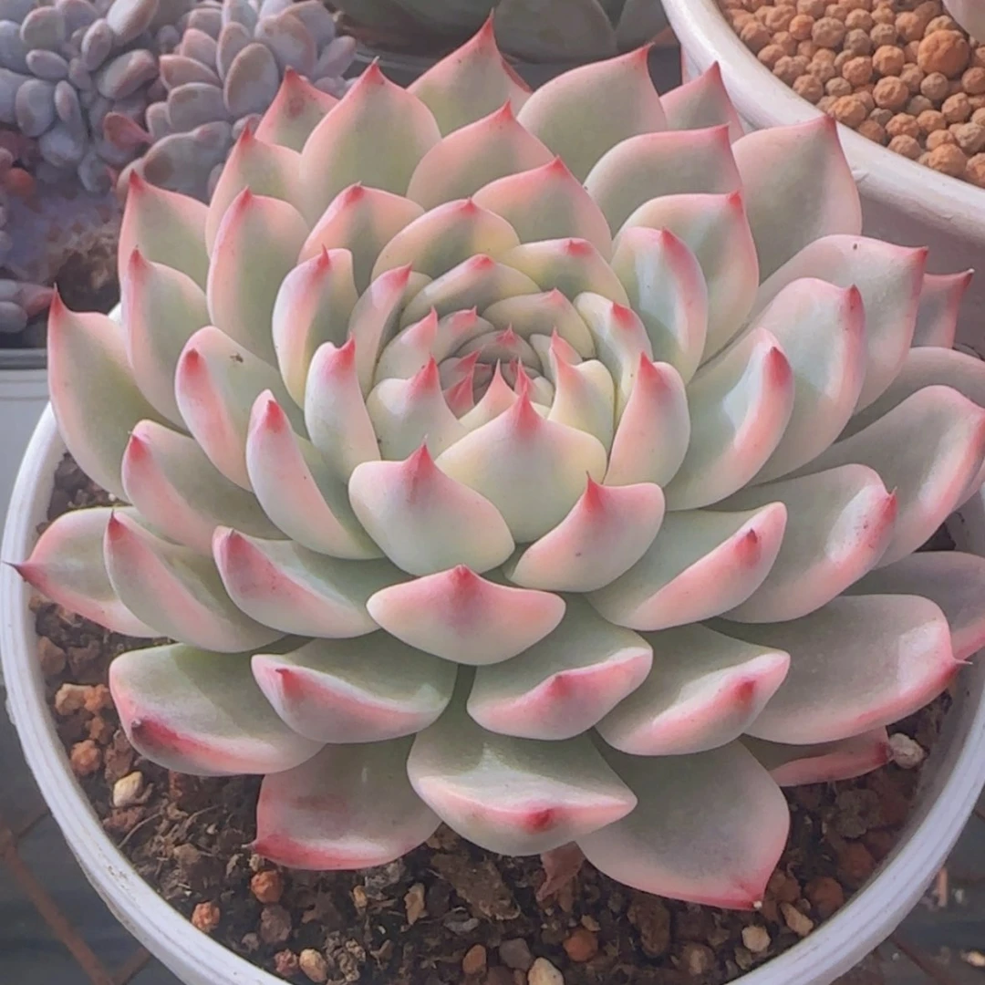 【闪购商品】吉娃娃锦99