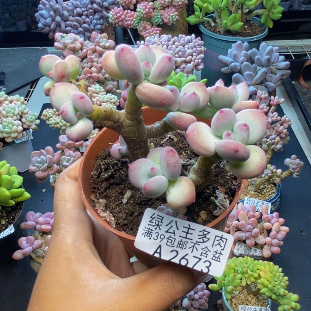 673苹果奶四代多肉7c m