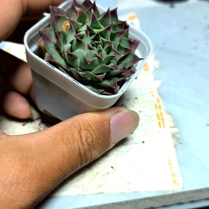 满9元包邮，，铁观音