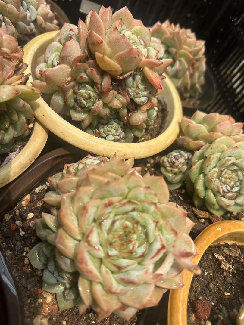 16多肉植韩货糖心天鹅绒3头起发（多样性发货一颗12-15公分左右.）