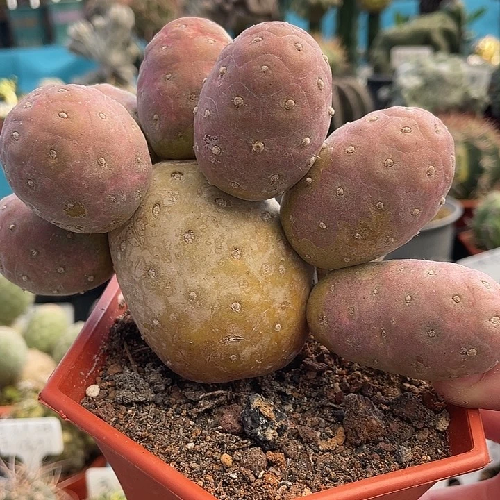 自根习自野仙人球