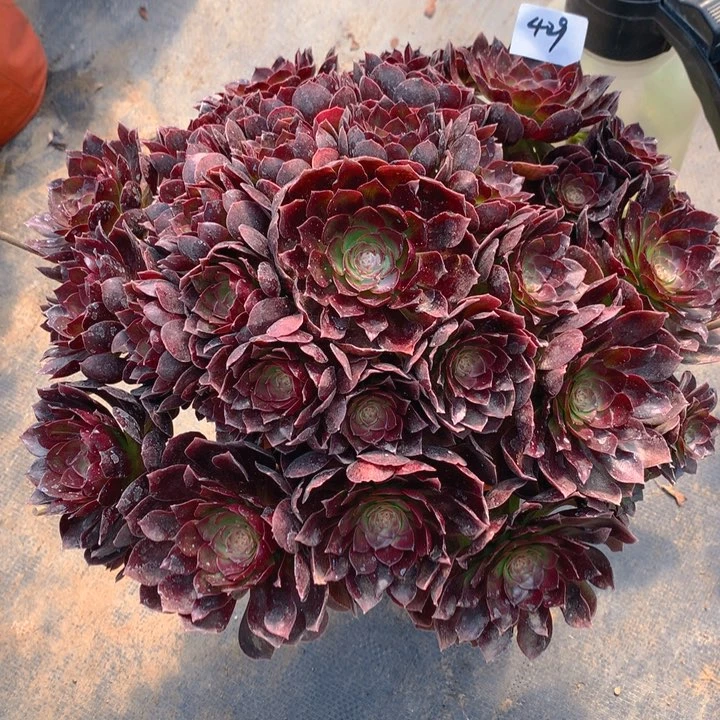 赵***麻429赤艳莲精品法师多肉