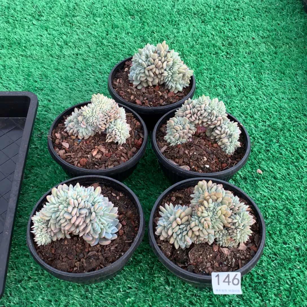 146橙子缀多肉植物组合