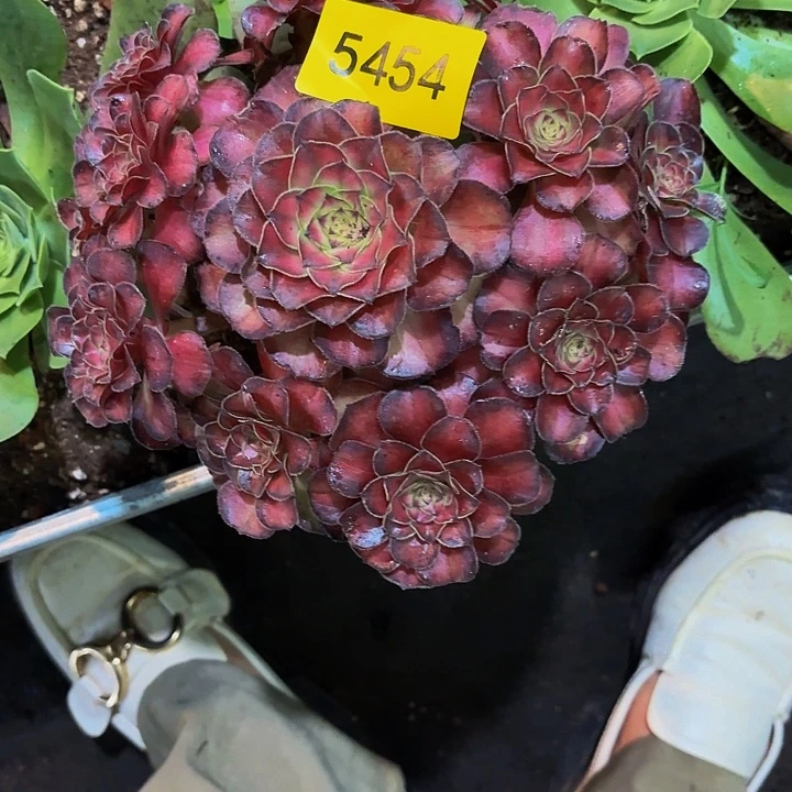 哈哈多肉葡萄福利5454个