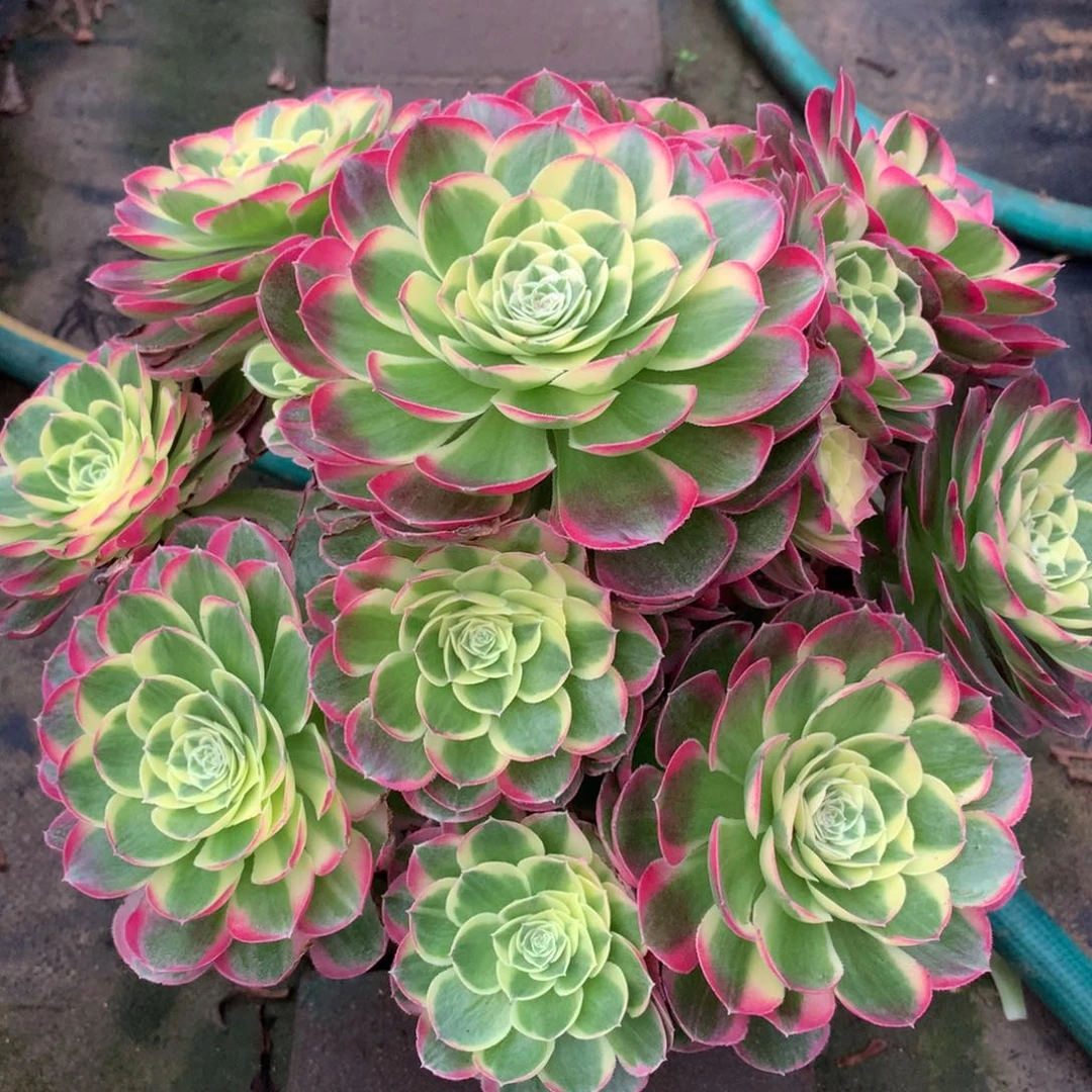 水中月，有瑕疵，不包损