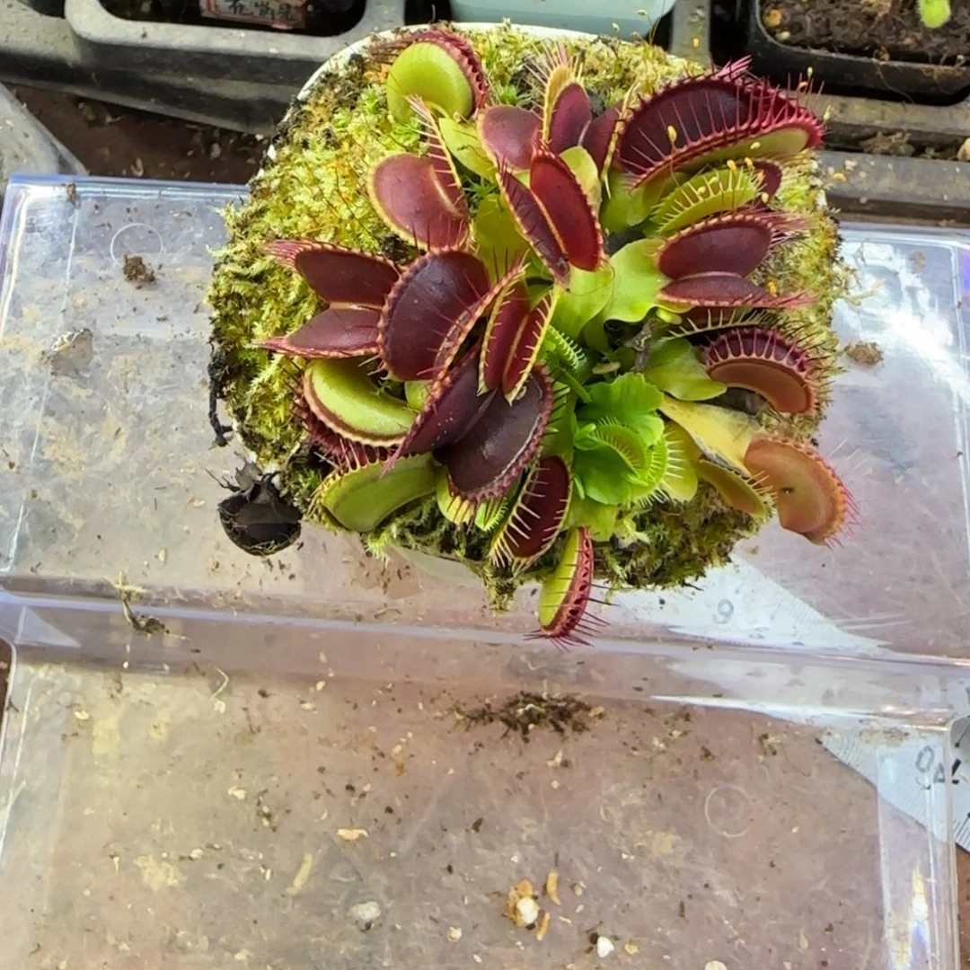 完全开放大嘴捕蝇草