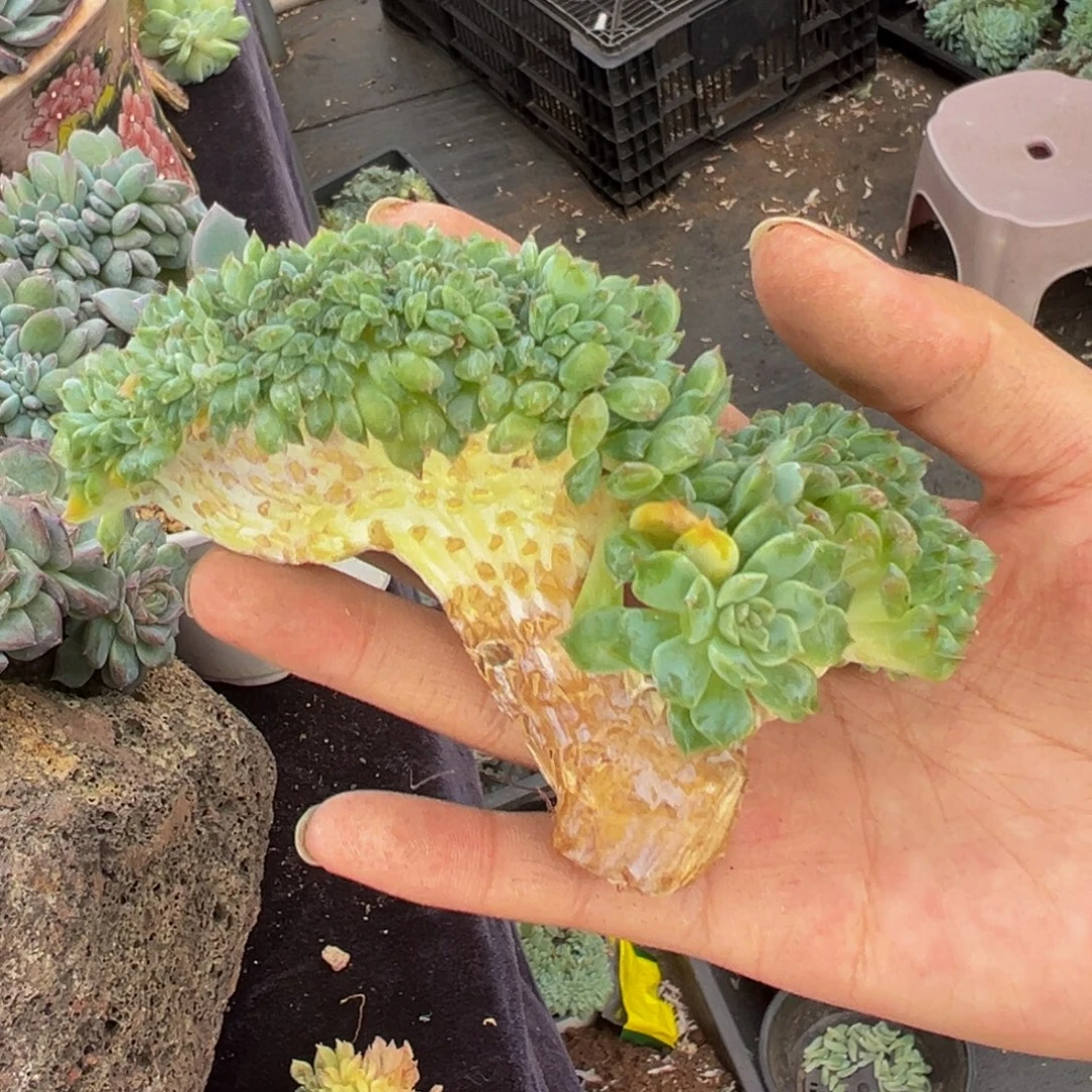 紫心山茶花冰魄缀微瑕