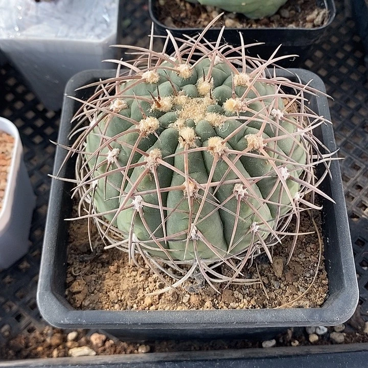 伏刺天平，一物一拍