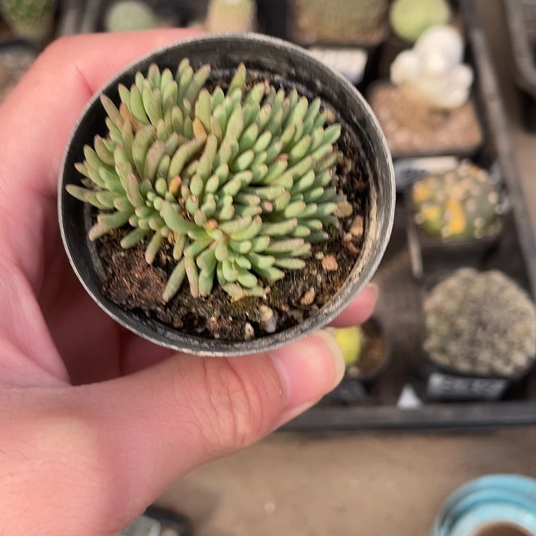 小晶珊瑚（满18包邮）