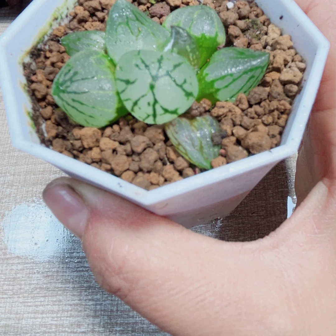 虞美人的植物66666