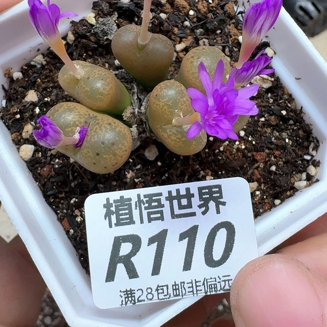 多肉植物的润泽地法
