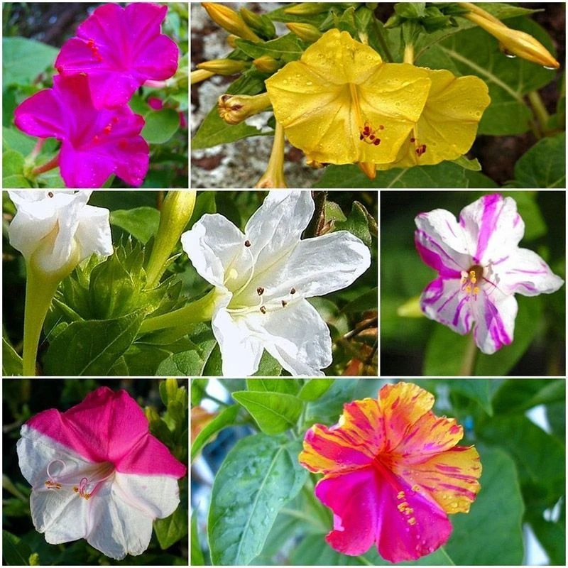 .-，爆款紫茉莉种子花种子阳台四季易种易活花卉盆栽庭院围栏耐寒
