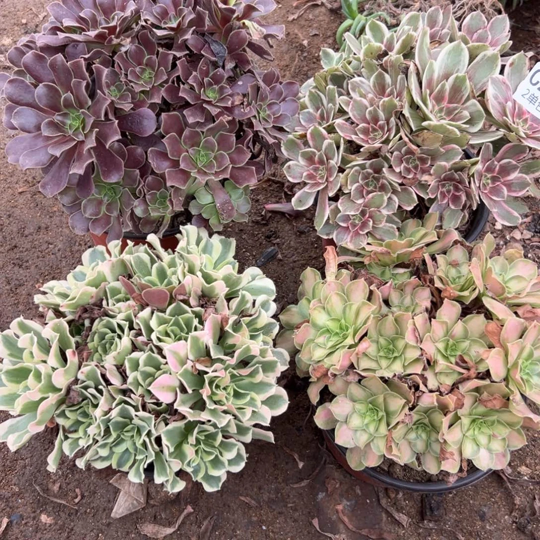 277多肉   4颗不包断头