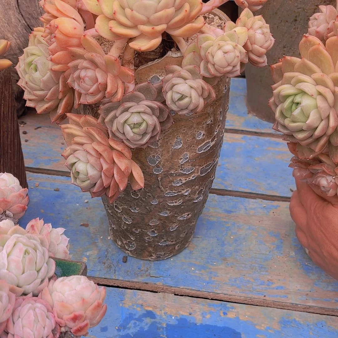 无*多肉植物保护