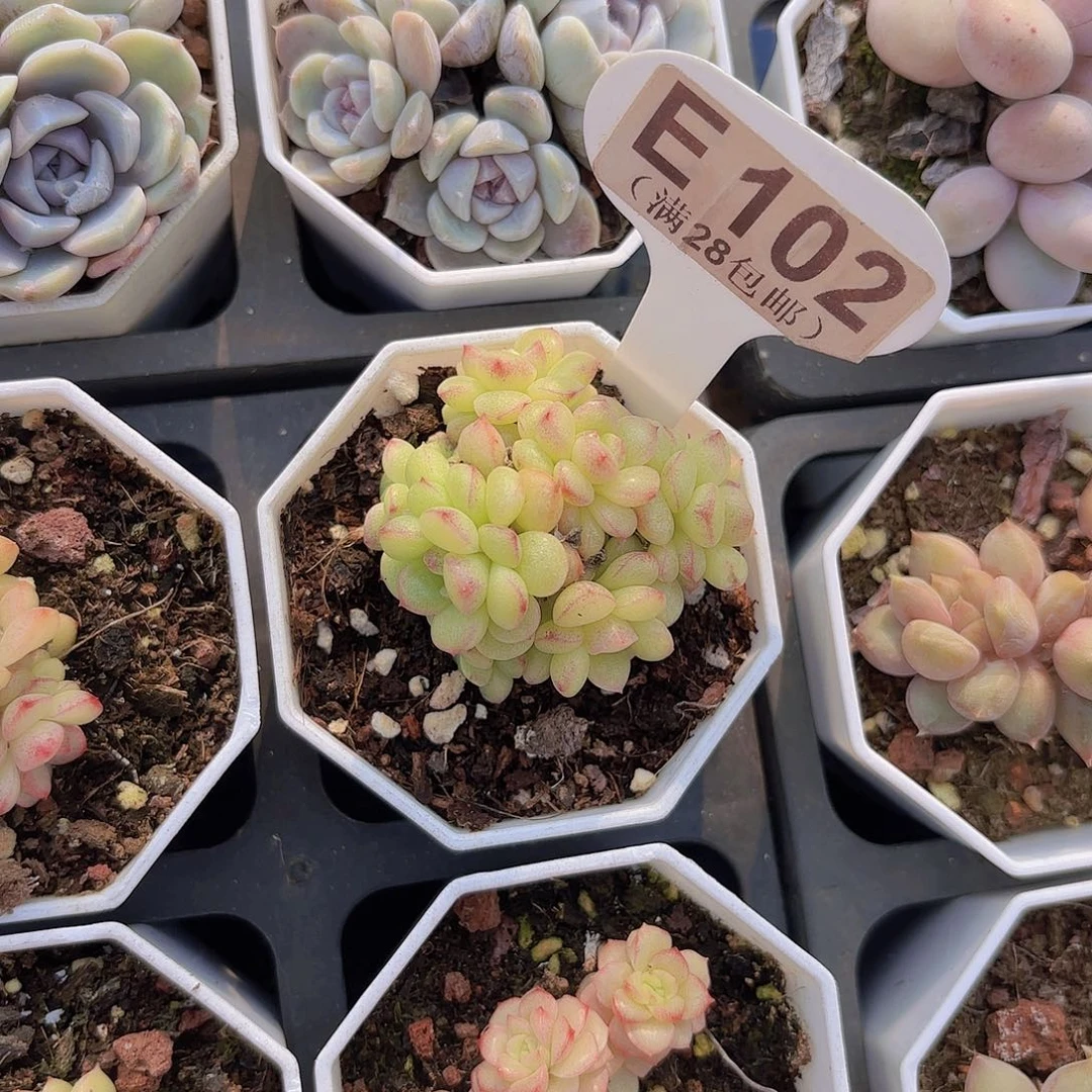 E102珍珠麦秆一物一拍