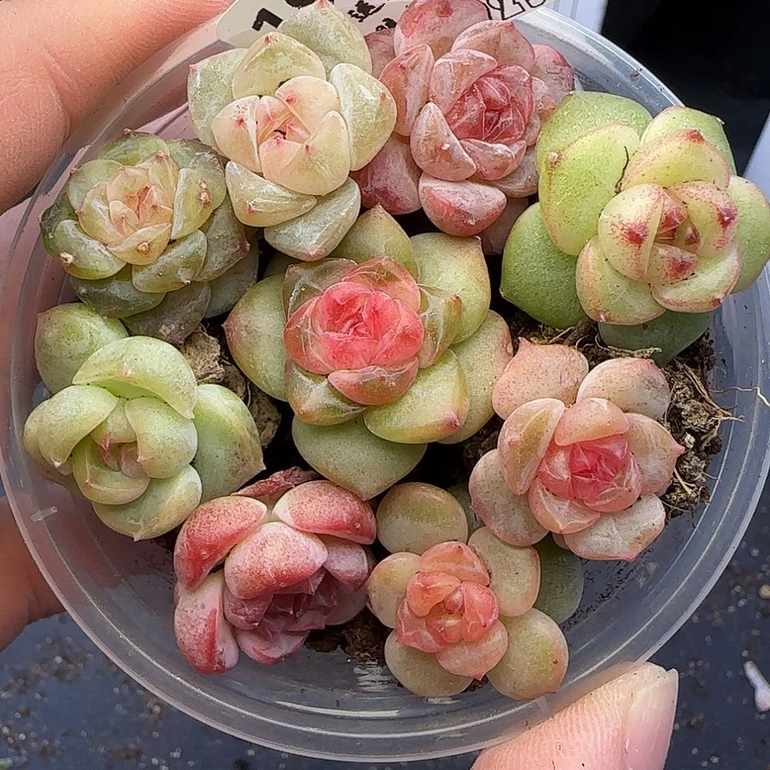 【满29包邮非偏远】237一盒糖心