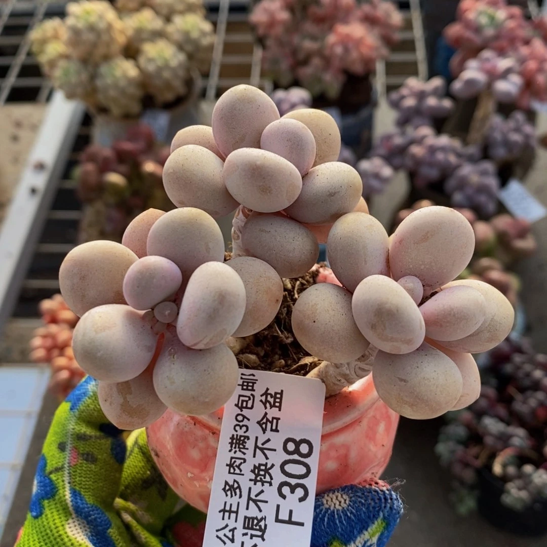 糖果桃蛋308/7c m