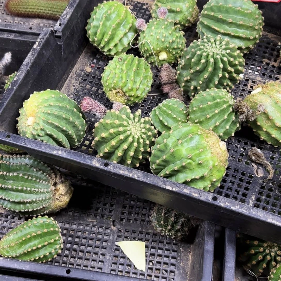 黑美人彩4-5 左右20包邮侧牙12