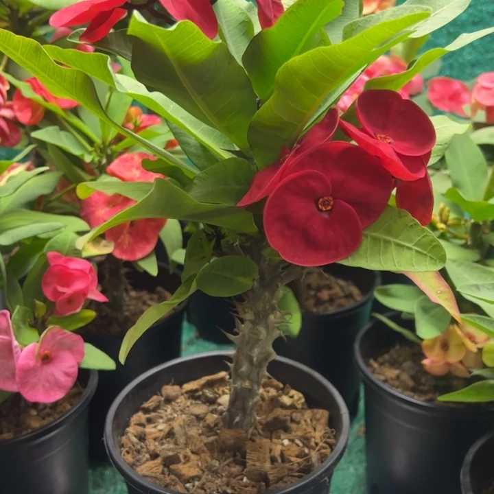 泰品嫁接一物一拍