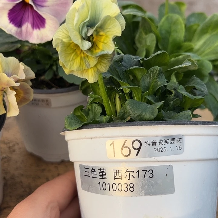 红陶抖音直播闪拍169