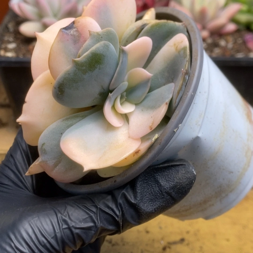 169双子座锦锦锦锦锦