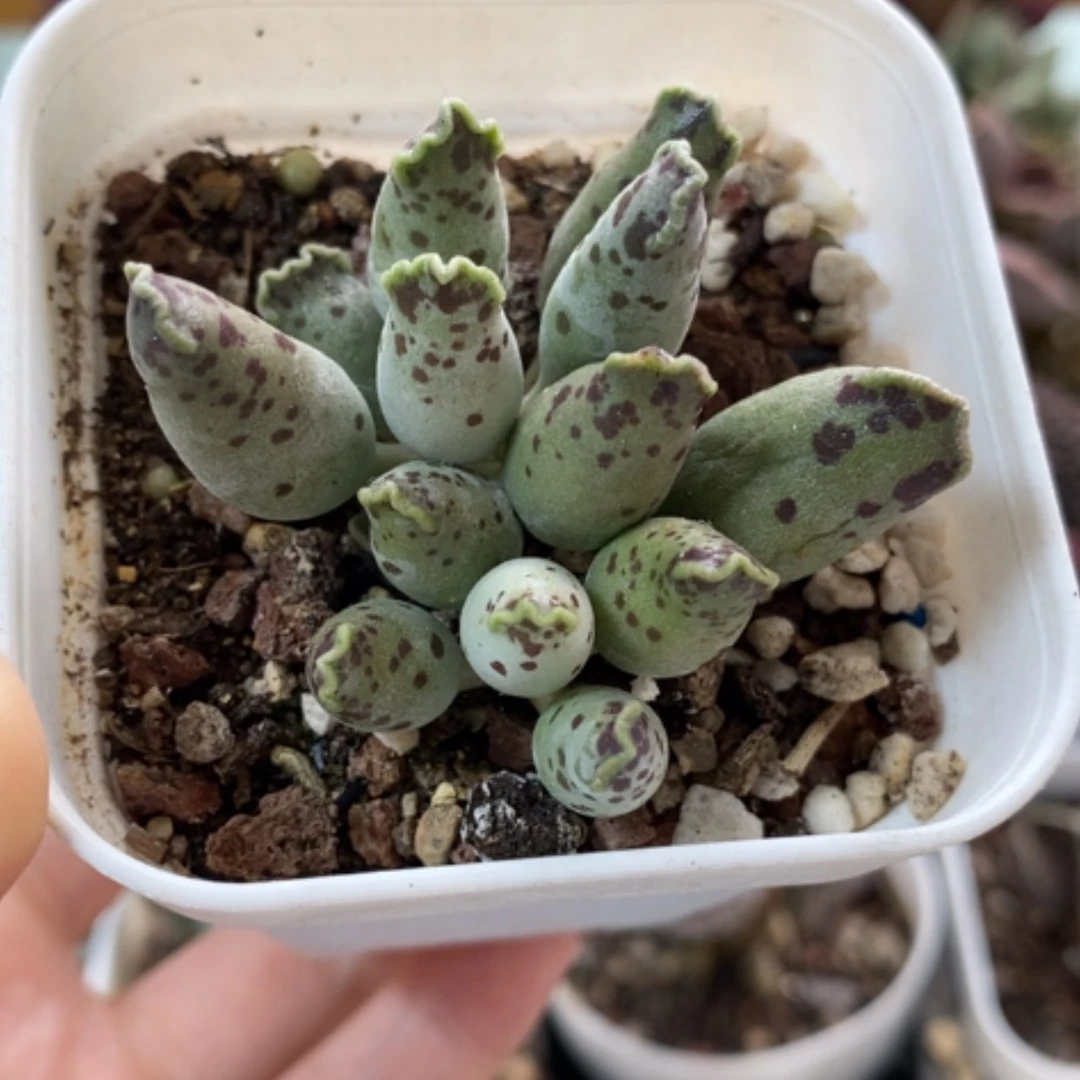 【闪购商品】无花朵海豹