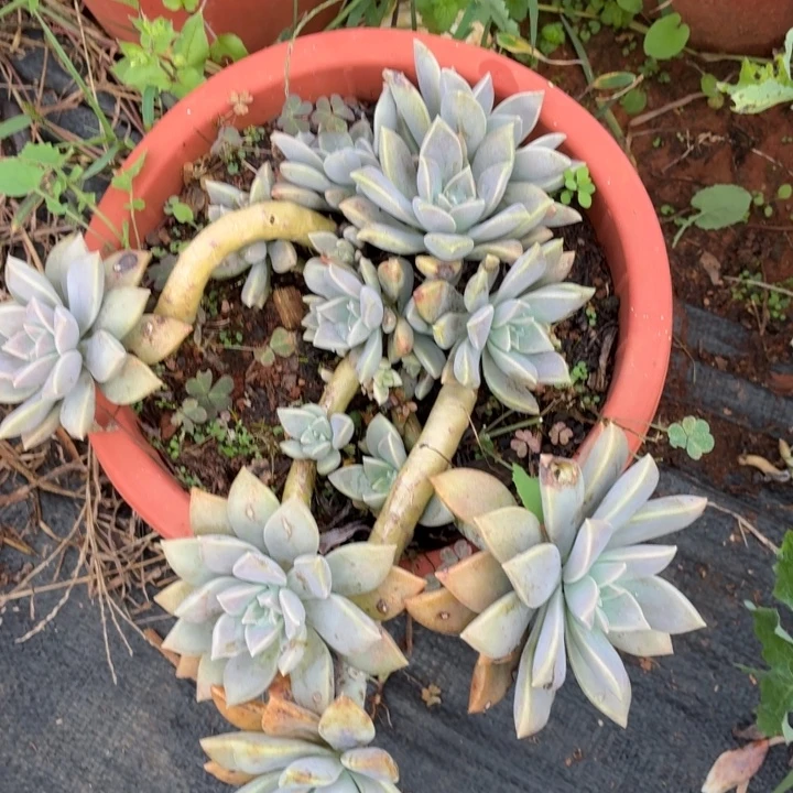 心***茜太子妃。。。。。。。。。。。。。。。