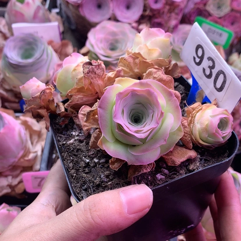 【闪购商品】刘*凤玥随单930